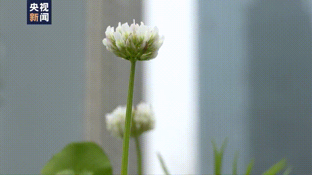 虽然错过了大半个春天 但很多人说他们听见了花开的声音