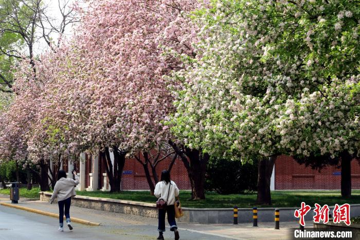 图为天津大学海棠花开。 张道正 摄 又到海棠季 天津高校师生今年“云赏花”
